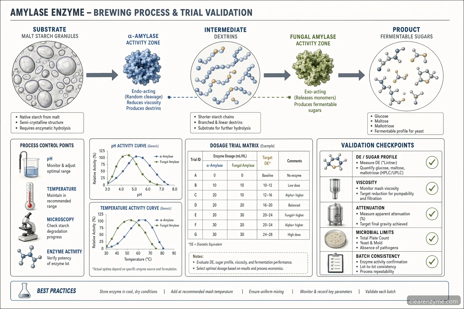amylase enzyme for brewing B2B specification checklist showing starch-to-sugar flow with pH, temperature, and validation checkpoints
